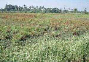 Penyediaan lahan bagi calon investor yang akan mendirikan pabrik.