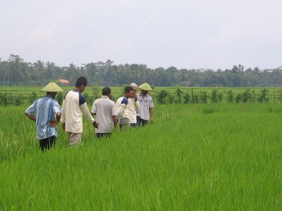 lahan-pertanian