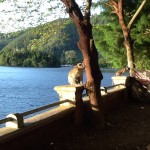 kera-di-sekitar-telaga