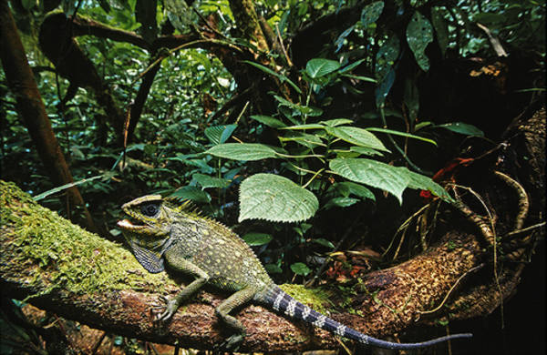 Taman Nasional Lorentz