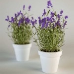 Cara-Merawat-Bunga-Lavender-Dalam-Pot